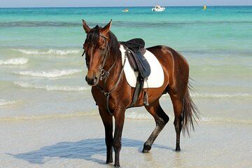 One Hour and Half Horse Ride Beach Lagoon or Trail