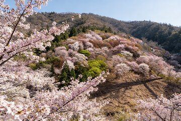 Kansai Hidden Cherry Blossom Gems Seasonal Exclusive Day Trip