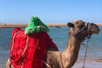 Scenic Camel Ride at Tahadart Lagoon & Beach assilh