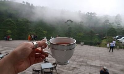 Labookellie Tea Factory Tour from Nuwara Eliya