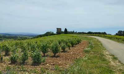 Inside Châteauneuf-du-Pape: A Wine Experience