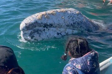 Grey Whales at Puerto Chale Private Expedition