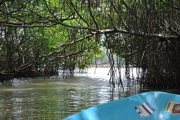 Private 2 Hour River Safari on the Bentota River
