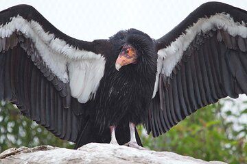 Zion National Park Limited Edition Bird Watching Tour