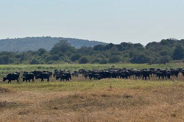 Akagera Big Five Safari Camping Adventure in Rwanda