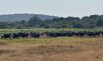 Akagera Big Five Safari Camping Adventure in Rwanda