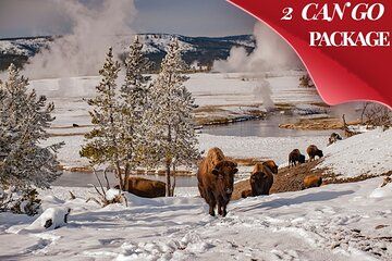 3 Day Yellowstone, Grand Teton Winter Discovery Small Group Tour