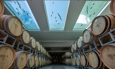 Private Izmir Wine Tasting Tour in Urla's Wine Country