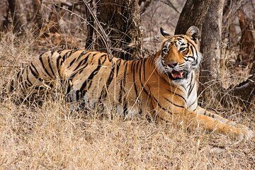 From Delhi 5 Days Private Golden Triangle Tour With Ranthambore