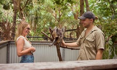 Koala and Wildlife Park Discover Magnetic Islands Native Animals