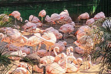 Guided visit to the Zoo of São Paulo