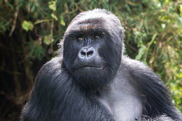 Rwanda Low Season Luxury Safari and Gorilla Trekking Experience