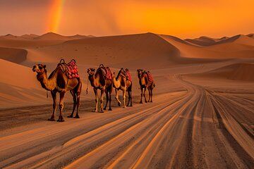 Dubai VIP Desert Safari Red Dune 4x4 Camel Ride BBQ Dinner Shows