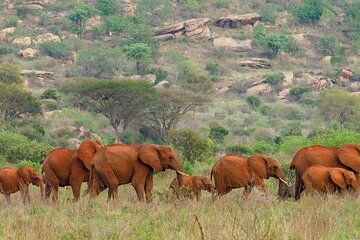 Day Tour Experience to Tsavo East National Park