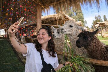 Cusco: Alpacas & Llamas Farm Visit