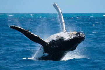 Punta Cana Whale Watching Adventure Tour