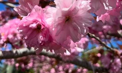 Spring Cherry Blossom Tour Victoria YYJ Airport Pickup