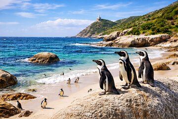 Muizenberg Beach Private Tour with Transport