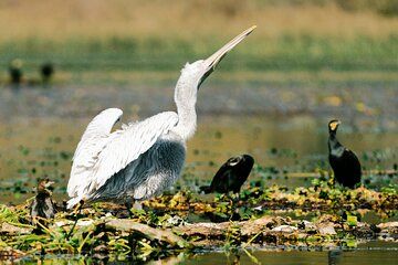 Virpazar Private Skadar Lake Birdwatching and Photography Tour