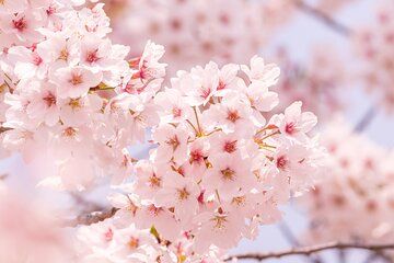 Cherry Blossoms and Strawberry Picking Tour from Tokyo Kawagoe