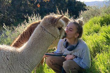 Alpaca Walking Adventure in Scenic Carmel Valley