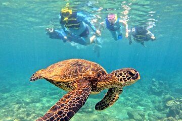Private Snorkel tours