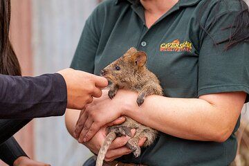 Private Tour: Full Day Wildlife Park and Swan Valley - from Perth