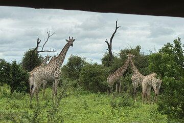 Chobe day trip inclusive of game drive, boat cruise and transfers
