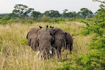 3 Day Murchison Falls and Kibale Chimpanzee Trekking Safari