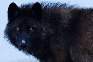 Yellowstone PRIVATE Winter SAFARI and Wolf Watching