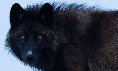 Yellowstone PRIVATE Winter SAFARI and Wolf Watching