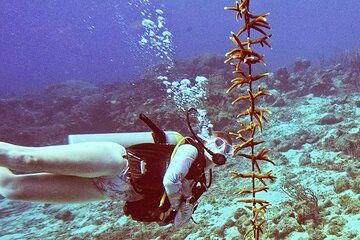 Diving baptism private experience 2 dives per person