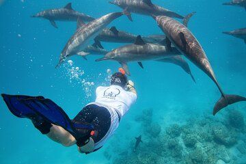 Sataya Dolphin House Snorkeling Cruise from Marsa Alam Full Day