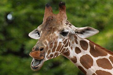 Giraffe Experience and Safari Wine Tour at Grapetown Vineyard