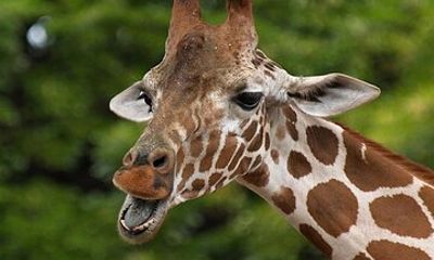 Giraffe Experience and Safari Wine Tour at Grapetown Vineyard