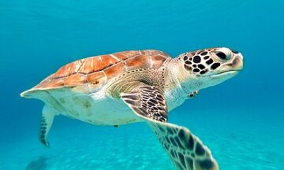 Turtles, Beach and Flamingo in Curacao Private photoshoot Tour