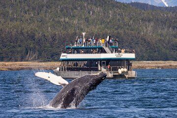 Juneau Whale Watch and Wildlife Quest