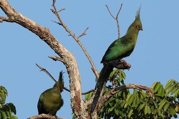 Birding Safari from Livingstone: Half-Day or Full-Day Options