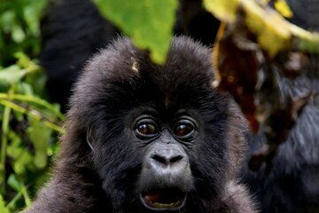 Gorilla Trekking Adventure in Volcanoes National Park