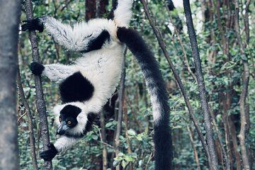 3 Days Andasibe Mantadia Private Tour