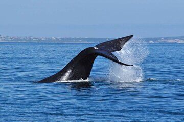 Cape Town Private Helicopter Marine Big Five Sharks