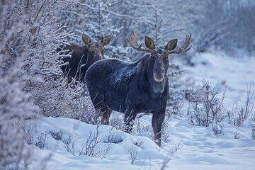 Two Day Winter Wildlife Safari in Yellowstone