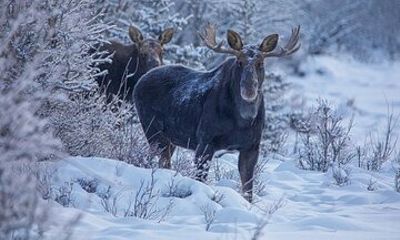 Two Day Winter Wildlife Safari in Yellowstone