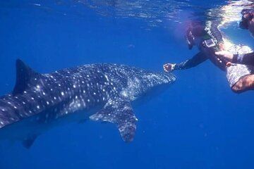 Catalina Islands Snorkeling Adventure Snacks and Photos Included