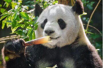 10D ChengDu, DuJiangYan, JiuZhaiGou, LeShan, Mount Emei