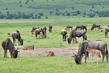 10 Day Calving season Safari Circle of life