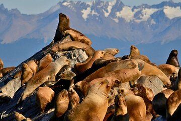 Navigation Canal Beagle Wolves, Birds and Lighthouse