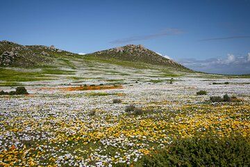West Coast Flower Full Day Tour