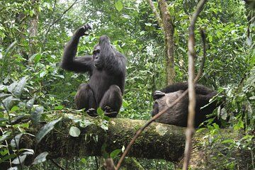 7 Days Rwanda Uganda Primate and Wildlife Midrange Safari