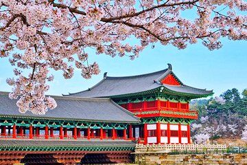 Cherry Blossom Journey Through Busan and Gyeongju